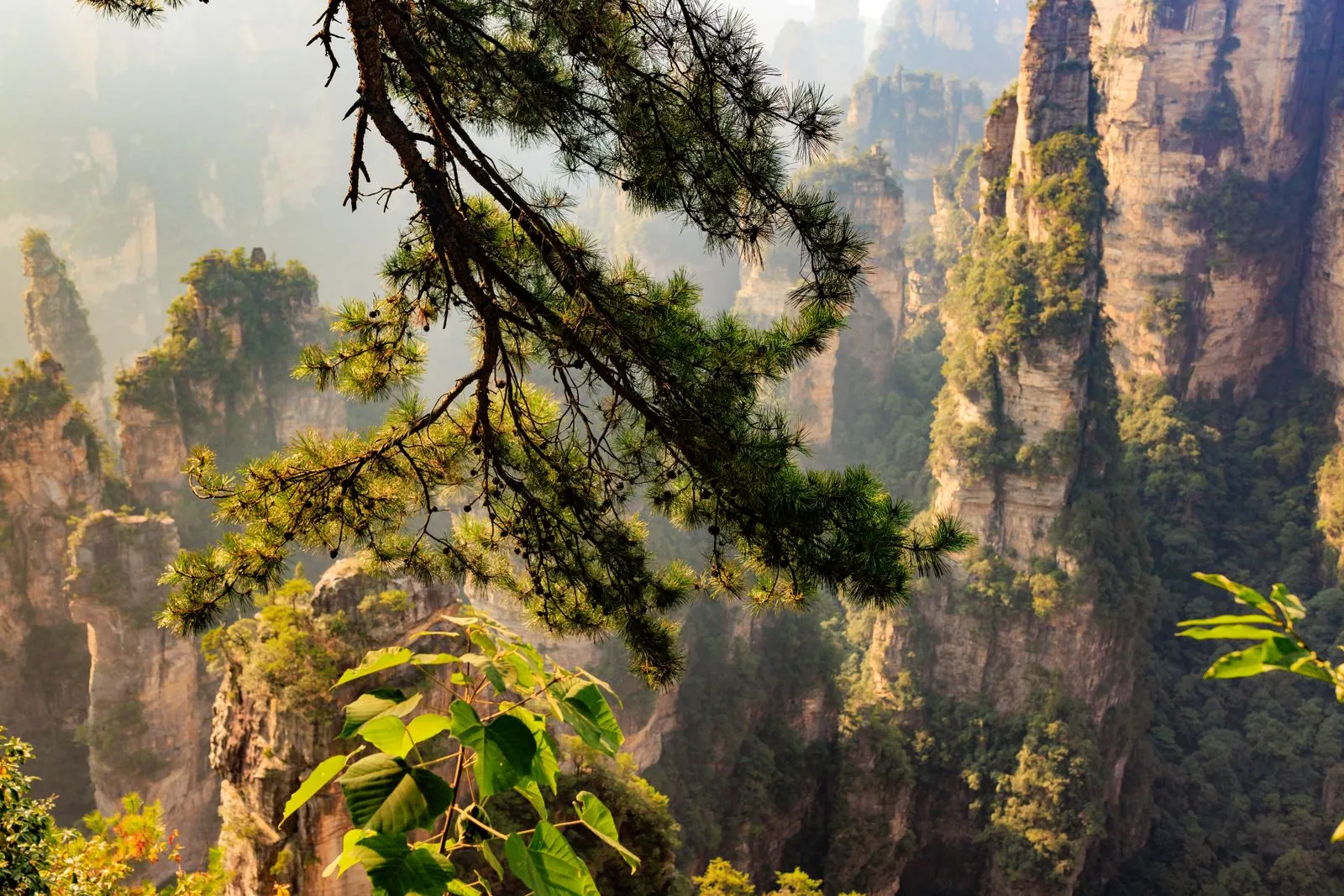 Lush forest in Zhangjiajie National Forest Park