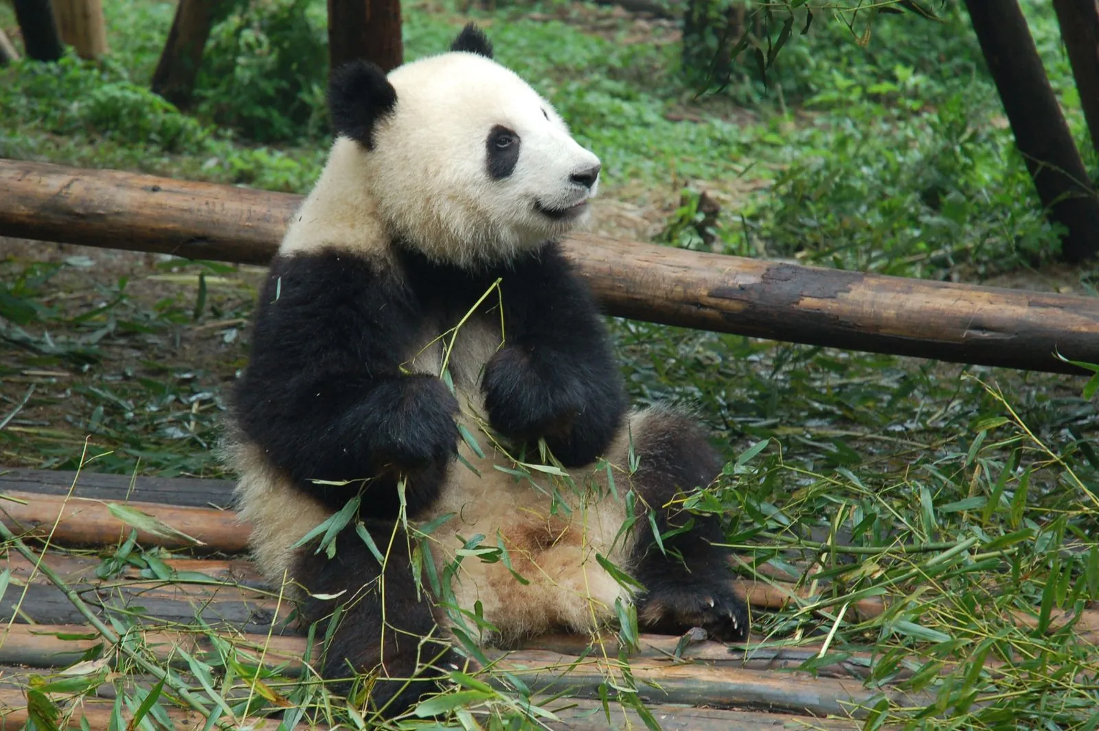 Giant panda eating bamboo in Chengdu, Sichuan